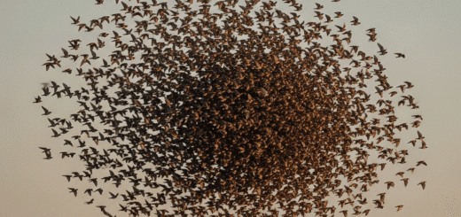 Standartinis nuokrypis: Kaip suprasti ir panaudoti rizikos matą investavime ir kasdieniame gyvenime?