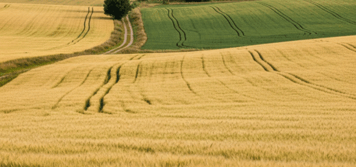 Kauno Grūdai Kainos: Išsamus Gidas Apie Tai, Kas Iš Tikrųjų Formuoja Grūdų Vertę