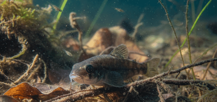 Dugninė žuvis Lietuvos gelmėse: nematomas povandeninis gyvenimas ir jo ypatumai